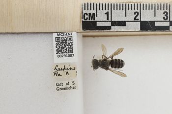 Media type: image;   Entomology 791087 Aspect: Labels